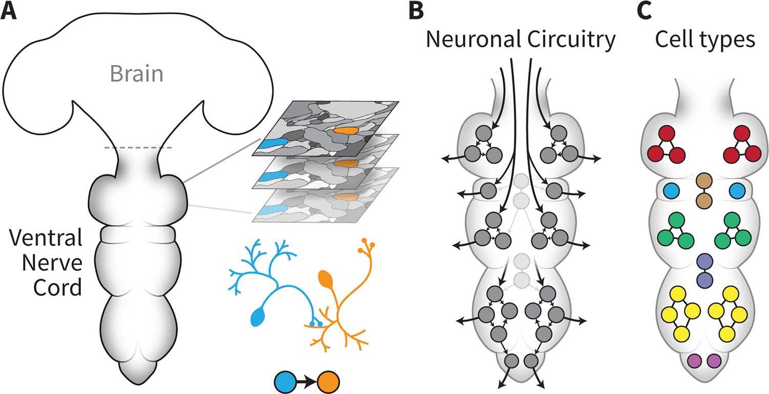 neuronal wiring diagram of an adult brain