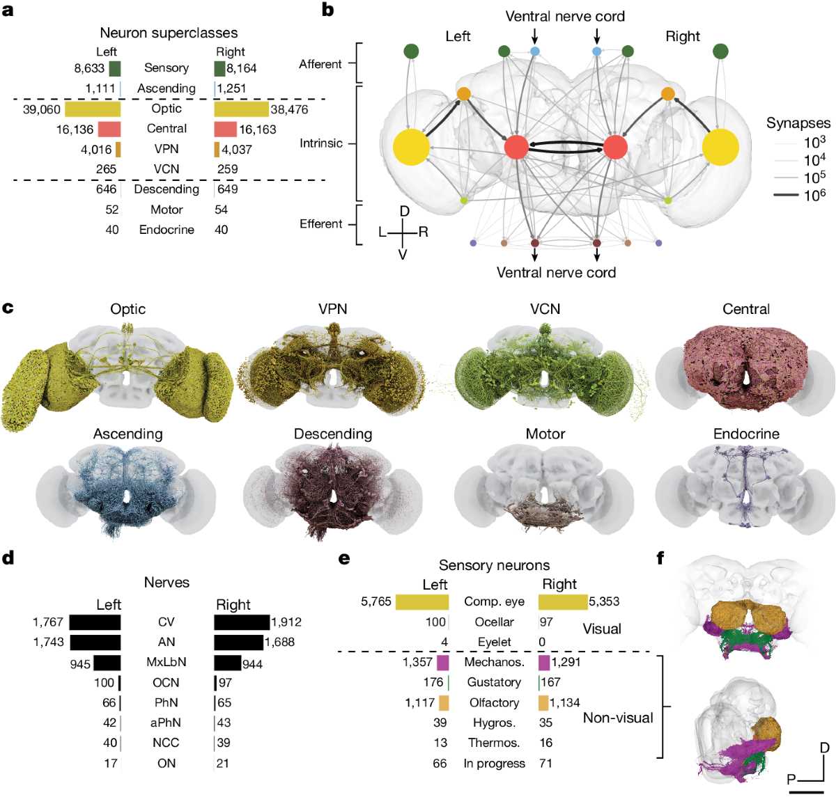 neuronal wiring diagram of an adult brain