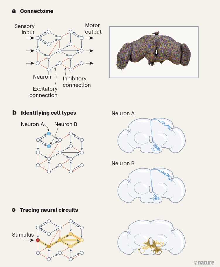 neuronal wiring diagram of an adult brain